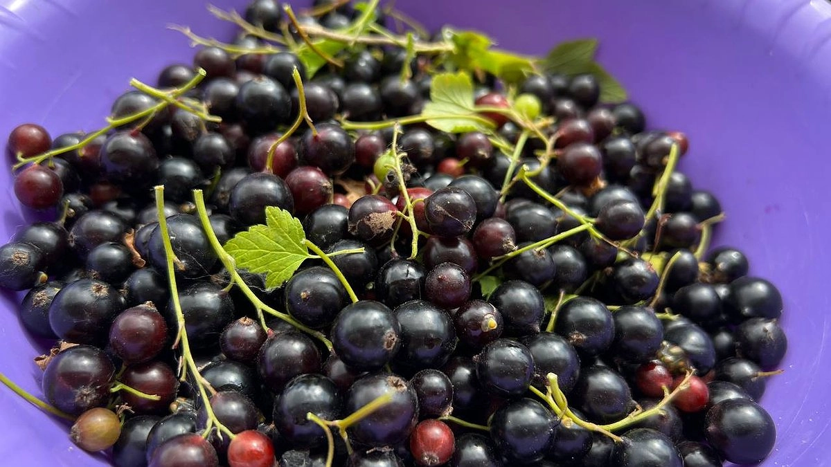 Главная картинка новости: Сосед обзавидуется: киньте это под кусты, пока не распустились листья — ягоды будут размером с кулак