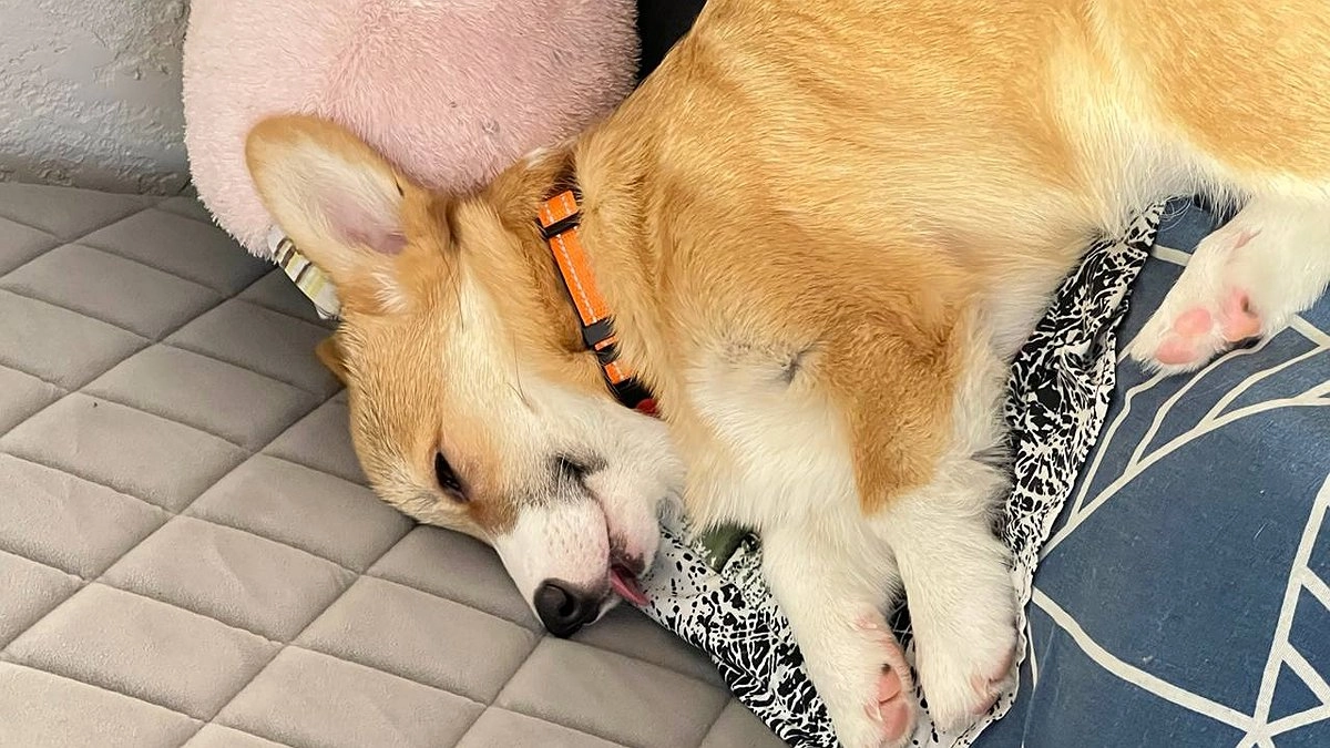 Весенняя аллергия у животных: не путайте с авитаминозом — 4 отличия, которые спасут нервы