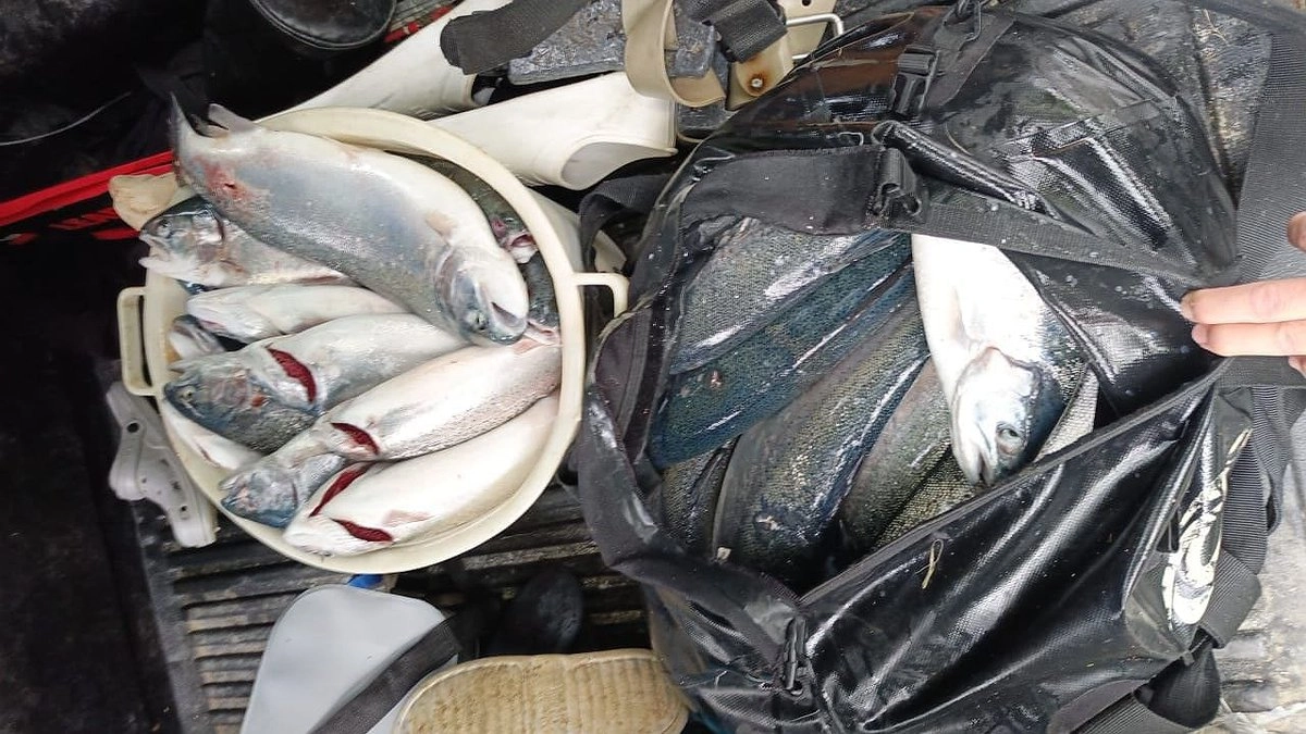 "Форелевый ажиотаж" в Геленджике: сотни рыбаков ринулись за ценным уловом