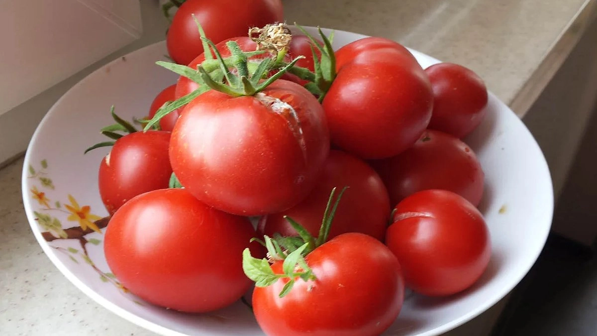 Главная картинка новости: Даже если всё лето вы не бываете на даче — он не сгниет и не покроется пятнами: самый неприхотливый сорт томатов