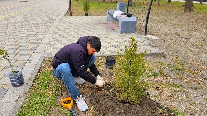 Волонтеры Новороссийска высадили засухоустойчивые растения в парковой аллее