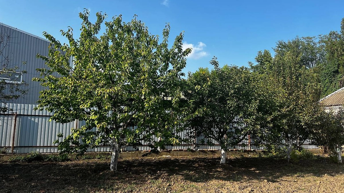 Главная картинка новости: Срубать деревья на даче нежелательно - касается всех, у кого в собственности дачный участок