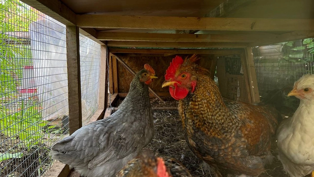 Почему домашние куры такие желтые: раскрыла секрет яркого цвета мяса и яиц - вы будете в шоке