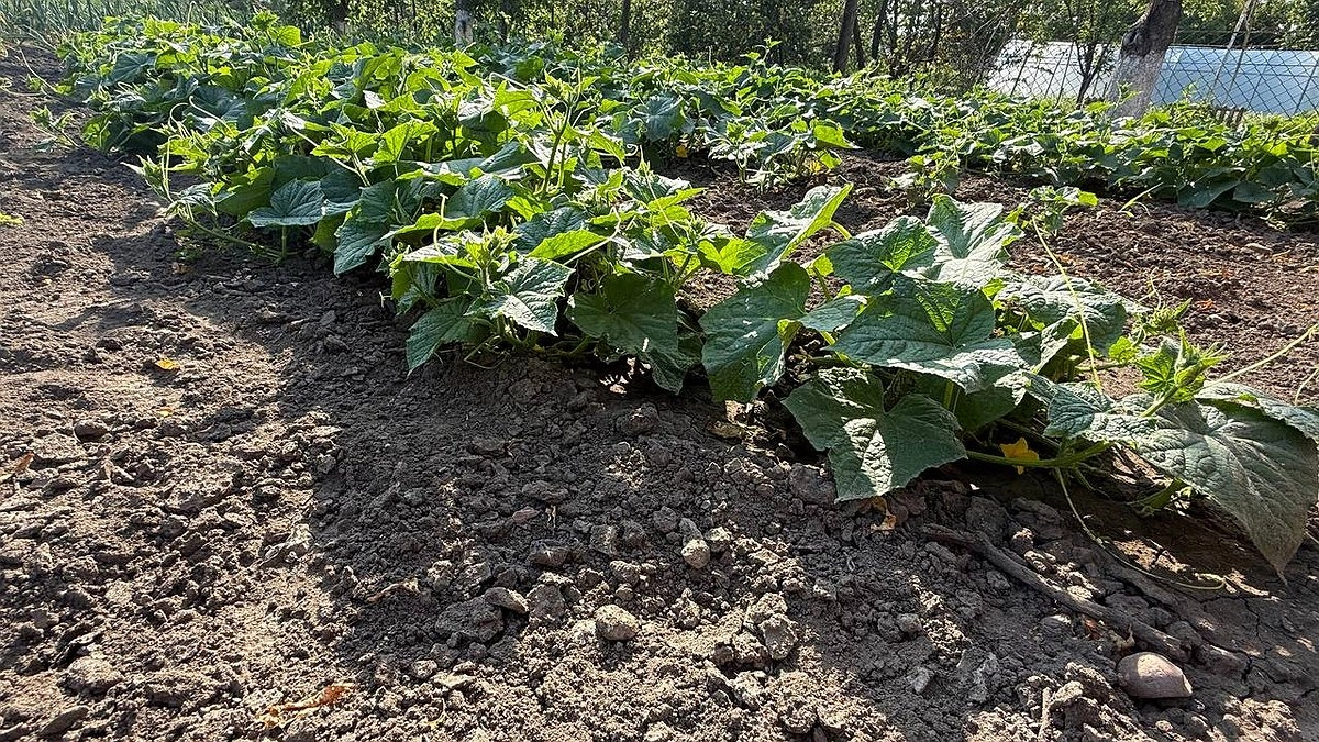 Главная картинка новости: В июне огурцам – от болезней обязательно: старинный рецепт – работает всегда безотказно