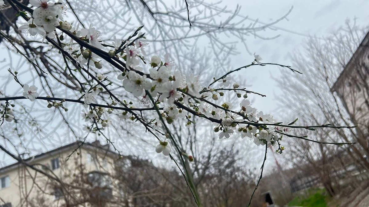 В Краснодарском крае ожидается аномальное тепло до +17 градусов