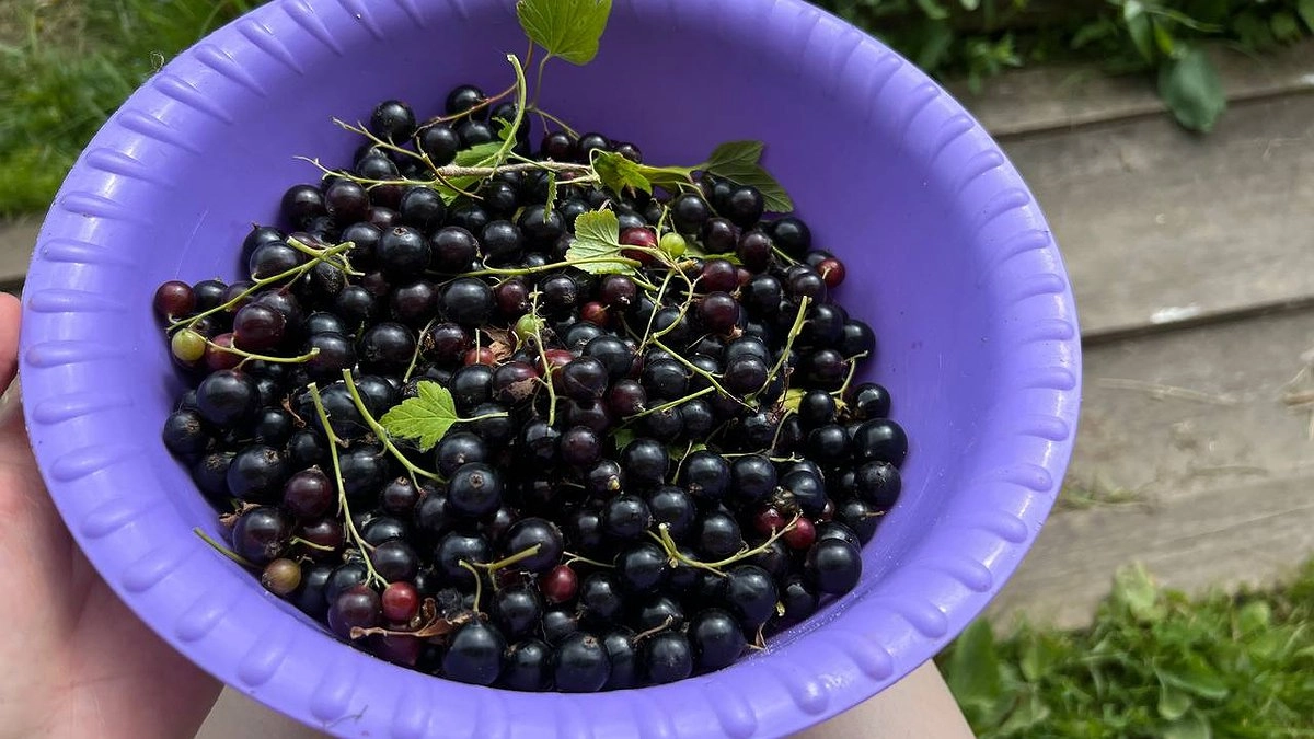 Главная картинка новости: Смородины будет столько, что некуда девать: 10 секретов бабушкиного урожая, о которых молчат агрономы