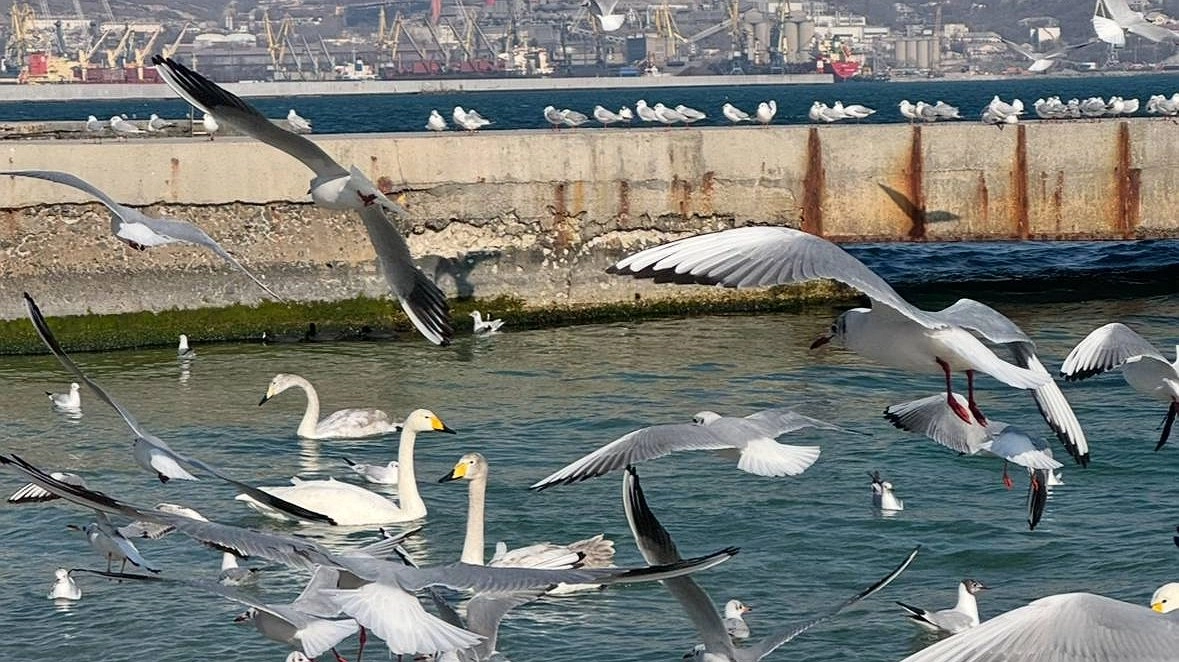 Главная картинка новости: Кубань снова в топ-5 регионов России по качеству жизни: итоги 2025 года