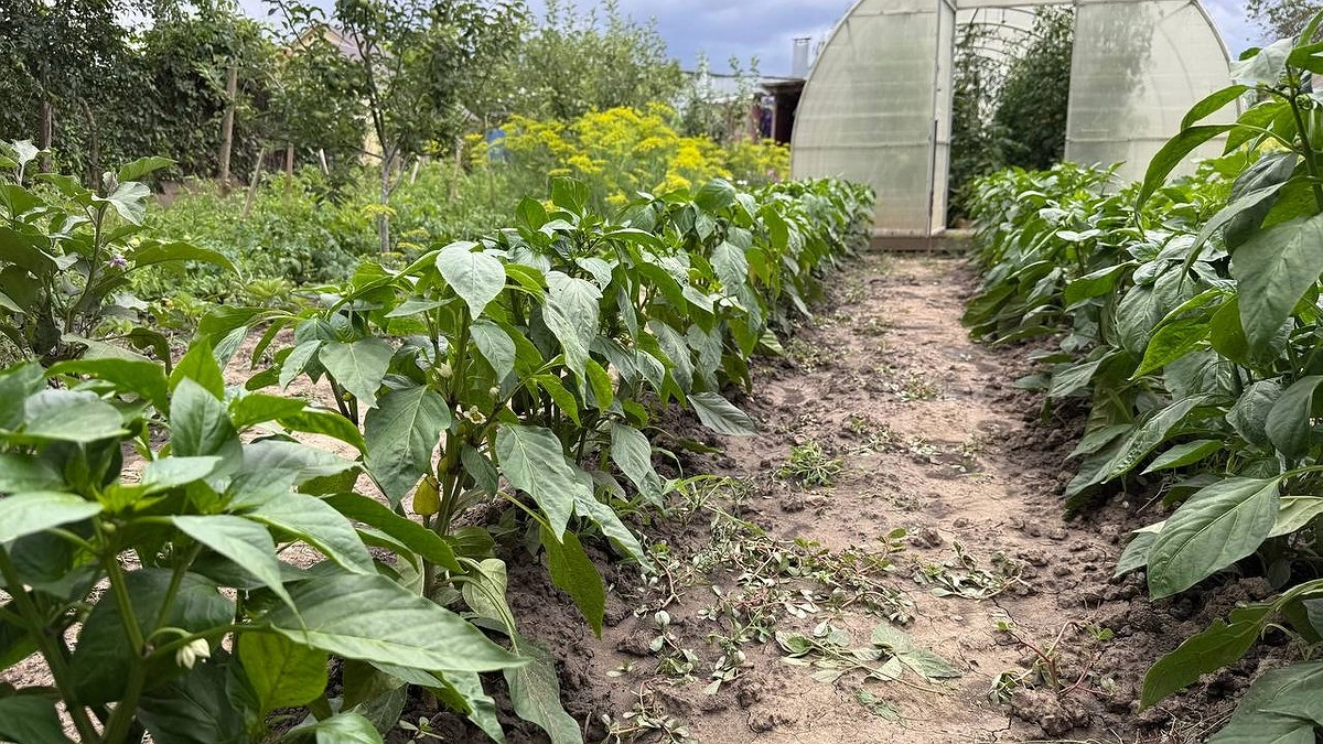 Забудьте о тяпке: вечерний полив солевым раствором избавит огород от незваных гостей без химии