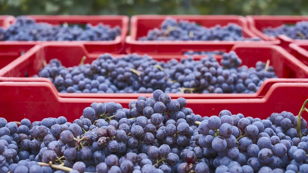 Главная картинка новости: Опасный груз: в новороссийском порту задержали 18 тонн заражённого винограда из Египта