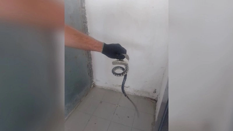 В Новороссийске спасатели вытащили из подвала змею