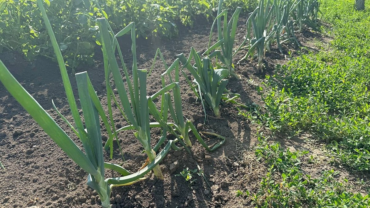 Главная картинка новости: Не молоко и не сода: вот чем надо полить лук в начале июня – с грядки собираем по 20 кг крупных головок
