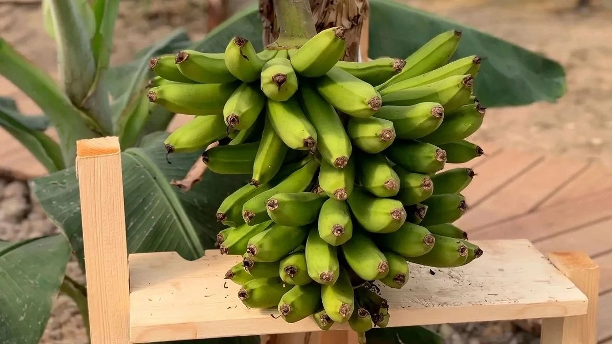 В Сочи вырастили первый урожай российских бананов, летом их проверят ученые Курчатовского института