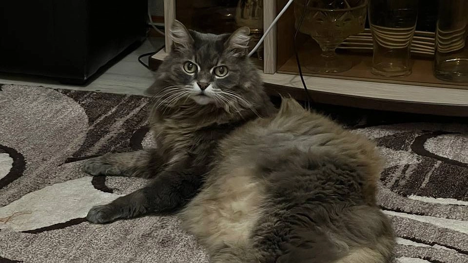 Главная картинка новости: Кошка вас не уважает ,возможно дело в миске: учёные выяснили, как режим кормления меняет характер