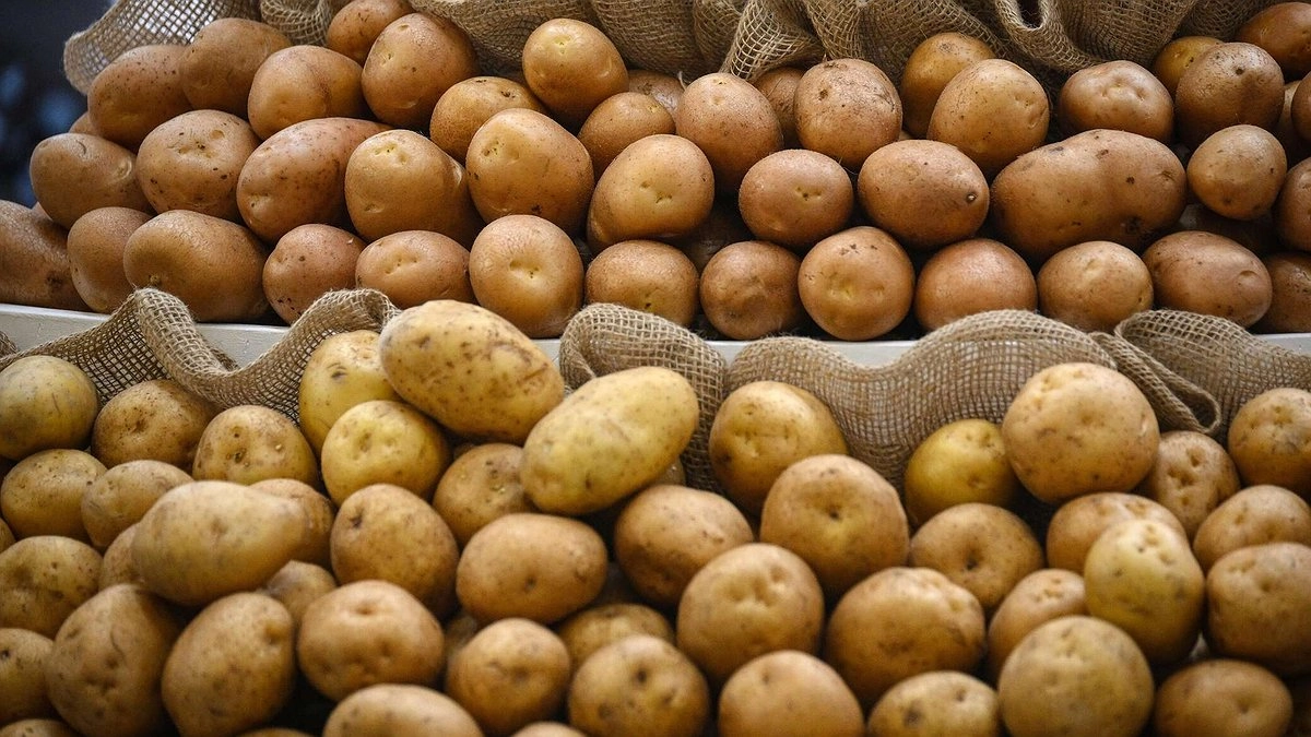 Главная картинка новости: В Новороссийске обнаружено 192 тонны зараженного египетского картофеля