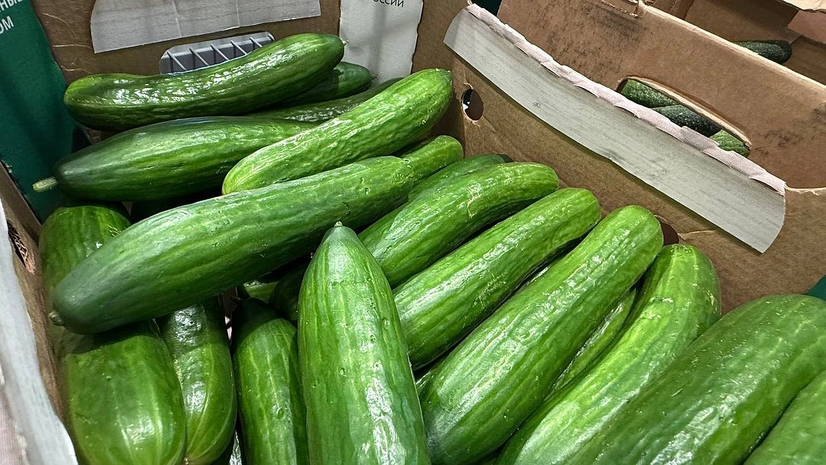 Главная картинка новости: Нужно ли чистить огурцы: ученые рассказали, какая опасность таится в их кожуре