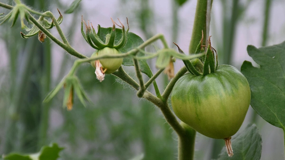 Одна таблетка — и томаты растут как на дрожжах: секрет урожая без химии и фитофторы
