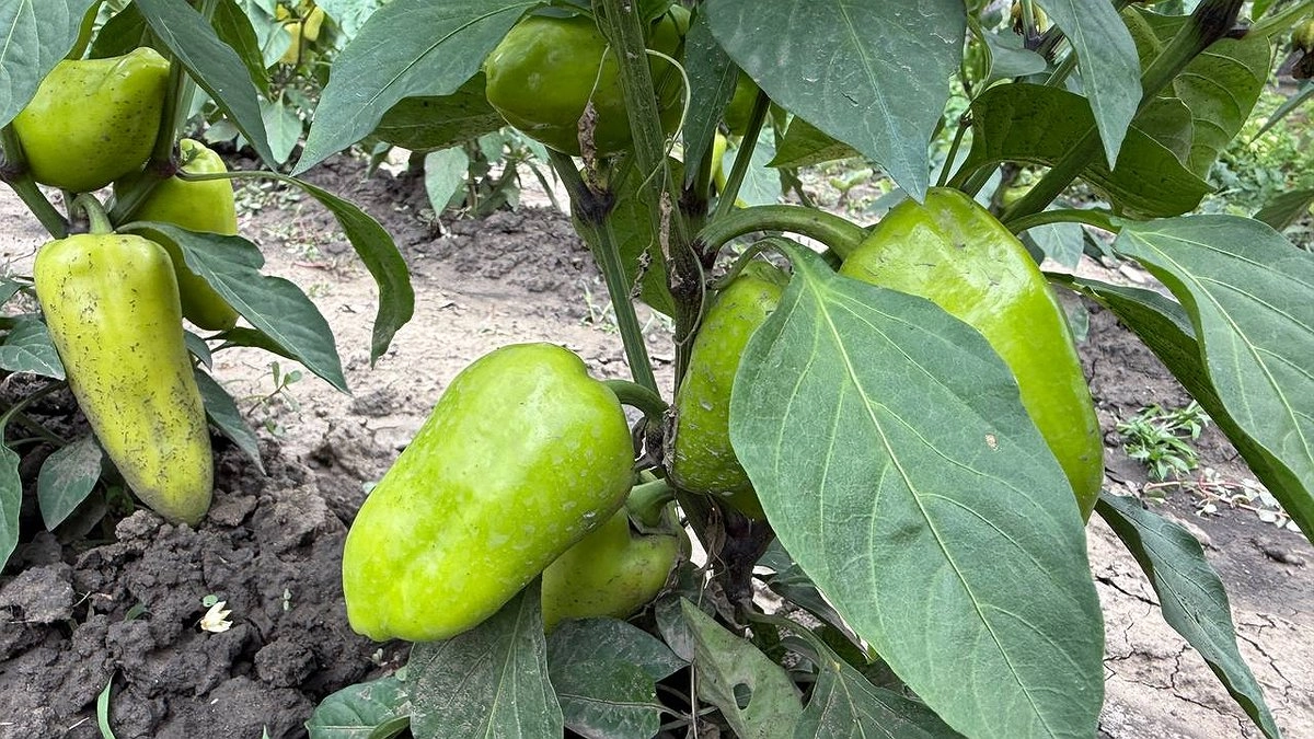 Главная картинка новости: В середине июля перцы только этого и просят: добавила 3 ложки в воду, и завязи будут крепкими - собираю сразу по 10 кг с куста