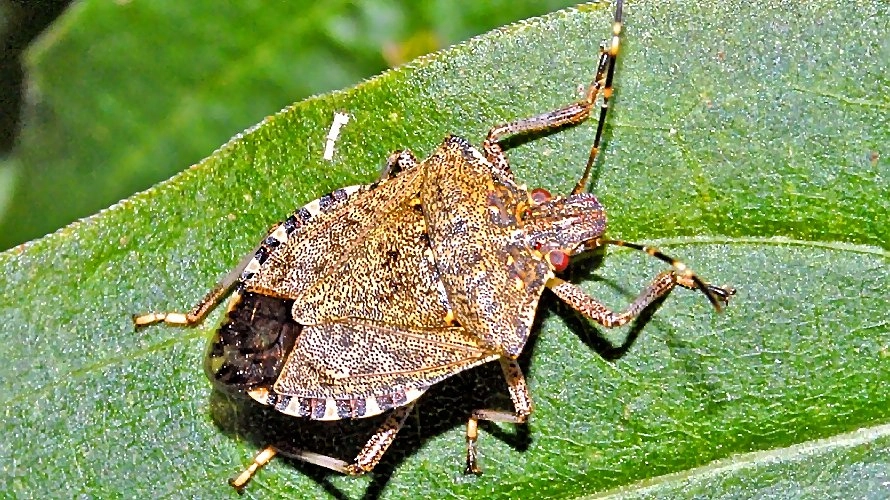 Главная картинка новости: Кубанцев ждет очередной карантин?