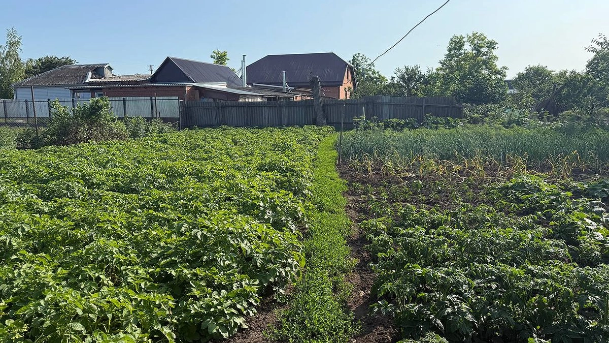 Не покупайте элиту каждый год: простая схема обновления сорта раз в 4 года без потери урожая