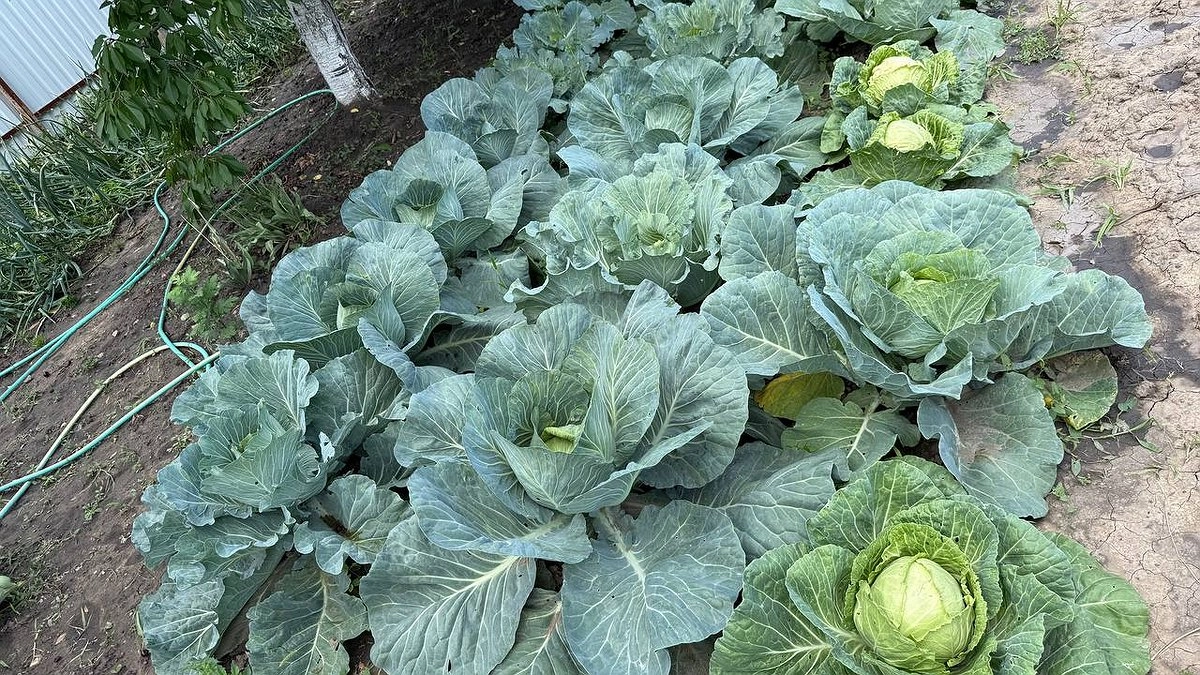 Главная картинка новости: 10 л на 5 ложек прыскаю на капусту в июле: белокрылка в муках забыла сюда дорогу, а личинки усохли - листочки в целости до конца сезона