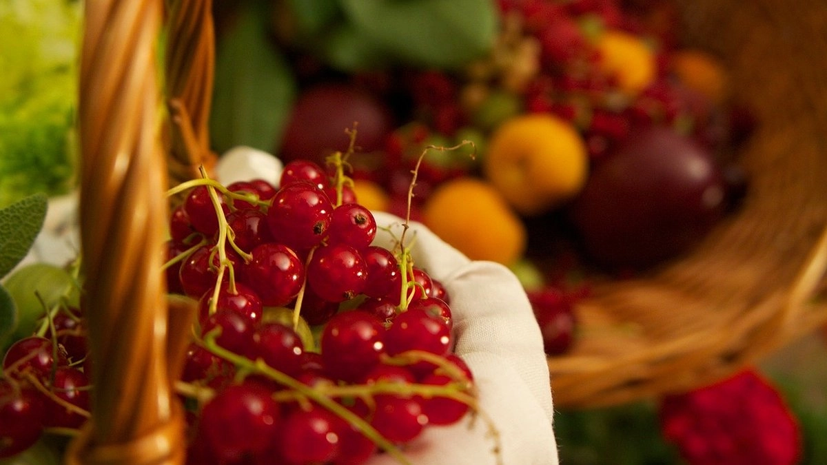 Смородина станет слаще меда: просто бросьте это под кусты в январе, а летом наслаждайтесь вкусными ягодами