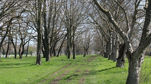 «Виноградарский парк» обустроят под Новороссийском
