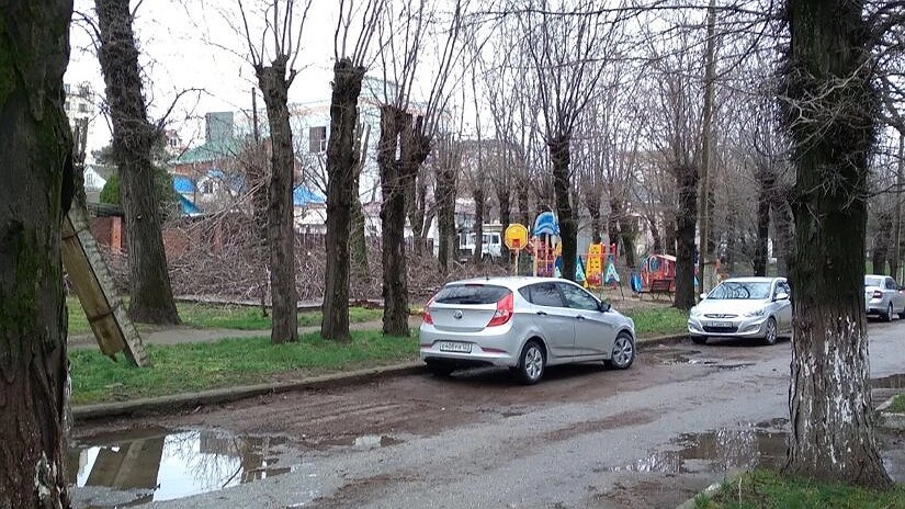 17 акаций – под сруб. В Новороссийске урезают еще одну аллею