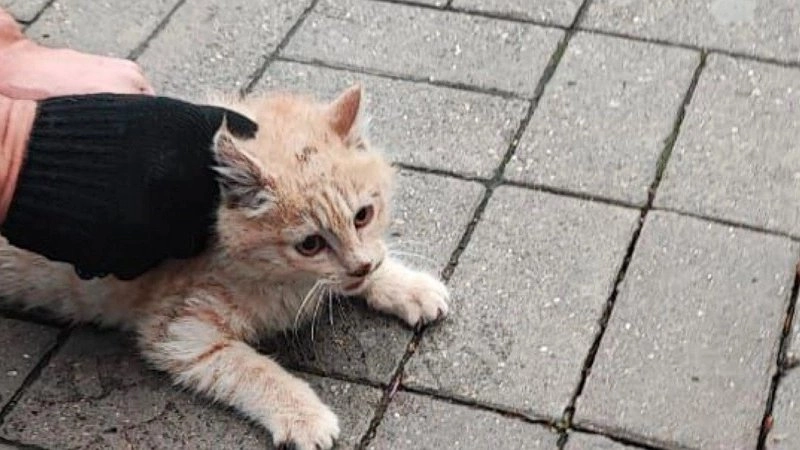 Новороссийск: Спасатели освободили кота, застрявшего в канализационной трубе