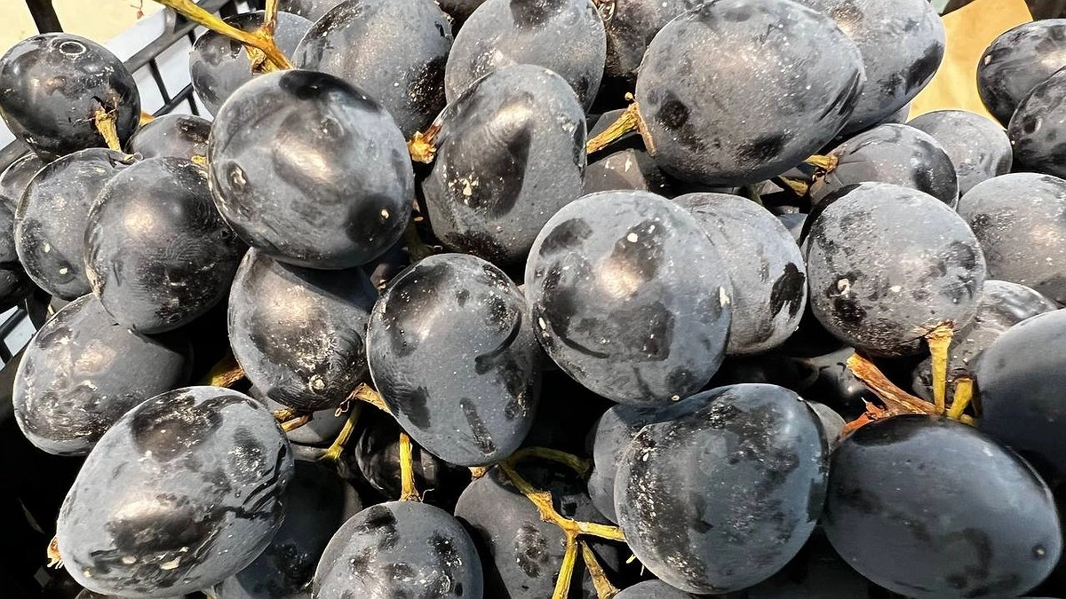 Главная картинка новости: Сладкий как мед: простой и экологичный лайфхак повысить сахаристость винограда