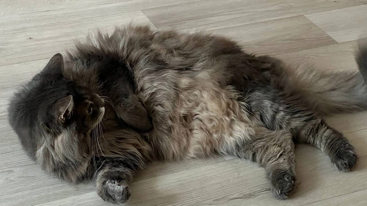 Кот будил хозяйку каждую ночь в 3:17: женщина думала, что он сошёл с ума, пока не обнаружила шокирующую причину