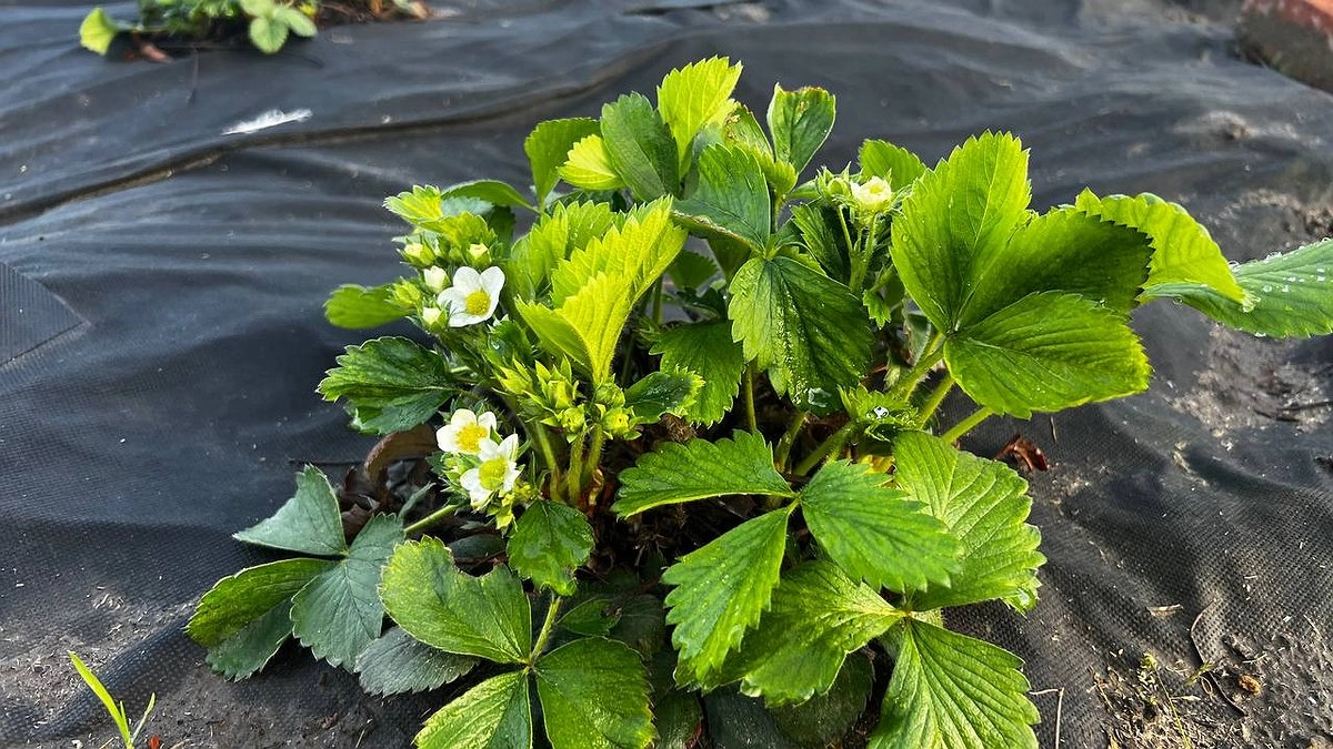 До 2,2 кг с куста: Топ-5 видов сочной и сладкой клубники – не подвержены болезням, устойчивы к морозам и засухе