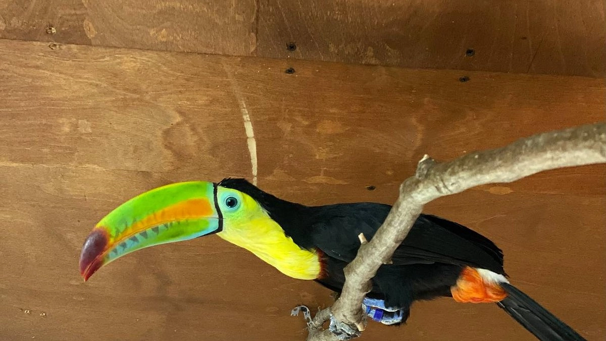 В зоопарке под Новороссийском поселились туканы