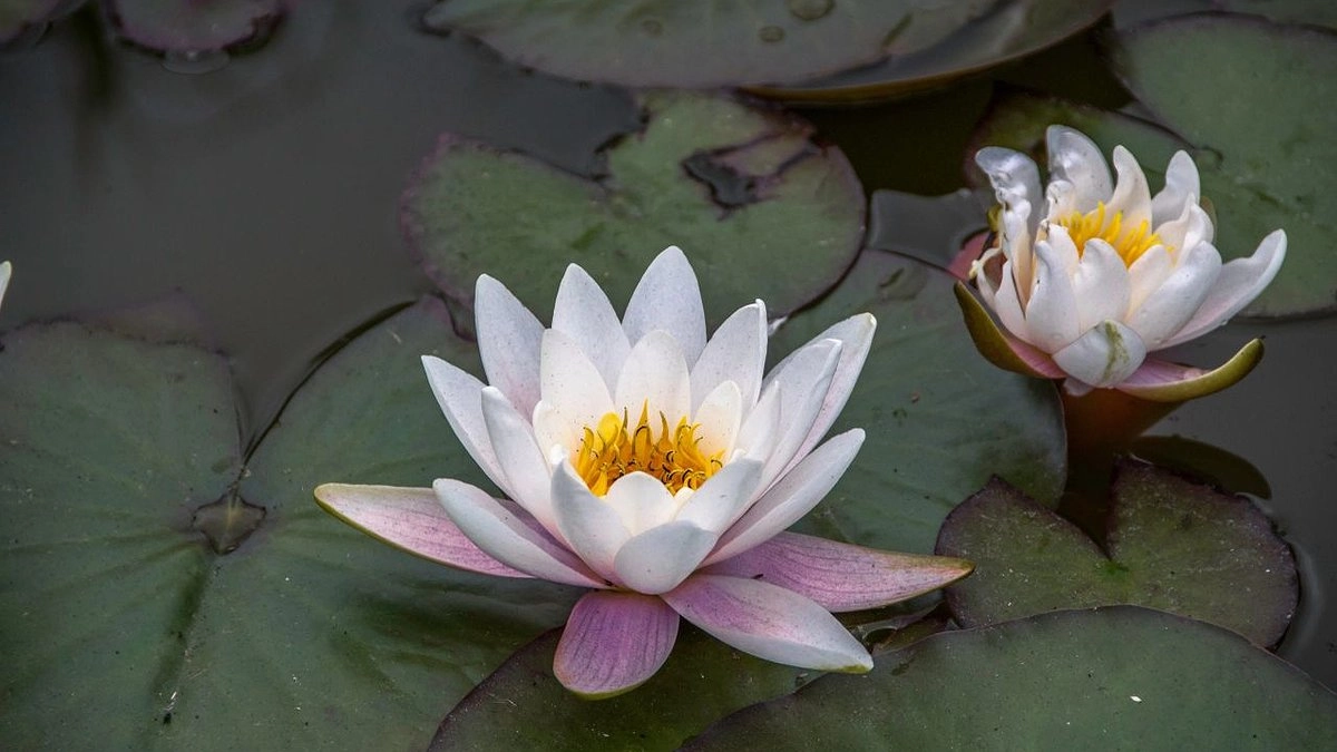 В Новороссийске зацвели белые кувшинки: волшебные фото местных жителей