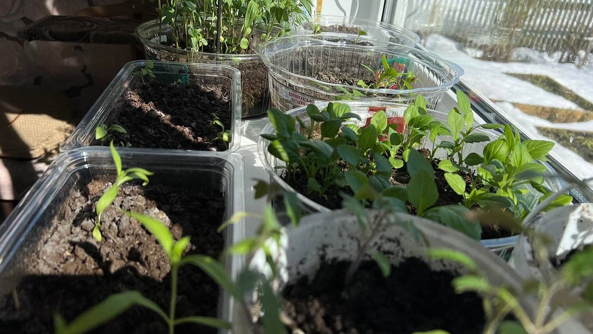 Лунный календарь томатов на 2026 год: выбираем идеальные даты для посева и пересадки рассады