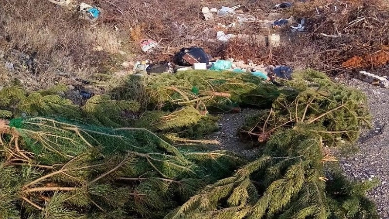В Новороссийске жители обнаруживают «кладбища» нераспроданных новогодних елок