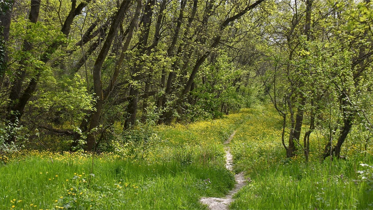В Новороссийске началось восстановление границ памятника природы «Цемесская роща»
