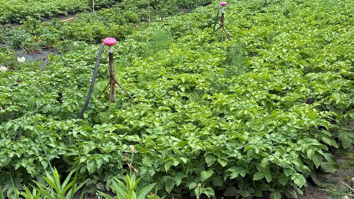 Главная картинка новости: Сорняки мигом завянут: развожу 1 стакан на ведро и поливаю вечером — утром огород будет чист