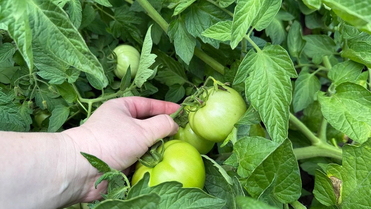 Главная картинка новости: Чем побрызгать помидоры от фитофторы в конце лета: мощные методы от Кизимы