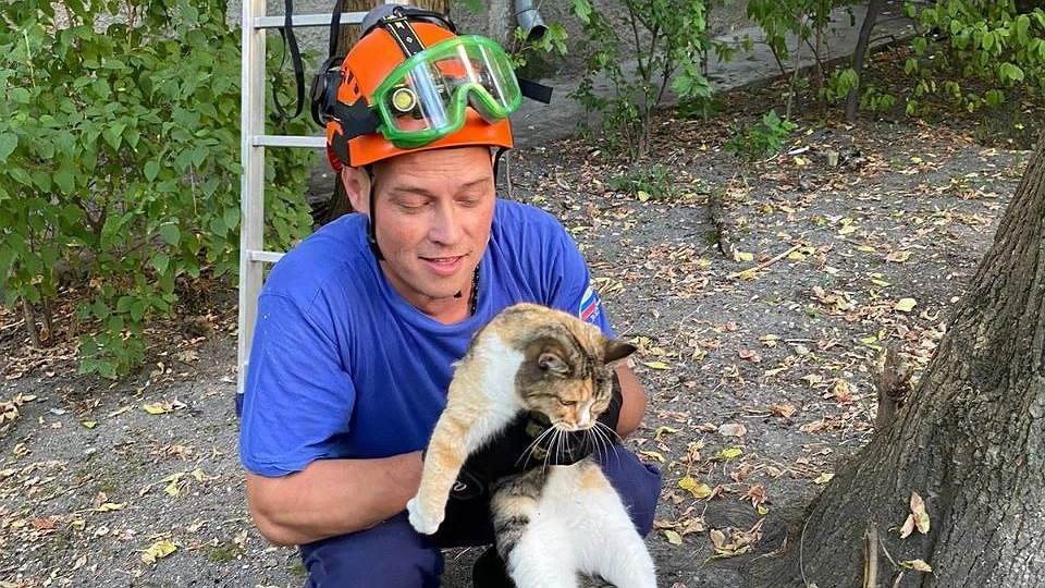 Главная картинка новости: Просидел двое суток: спасатели Новороссийска достали кота с дерева