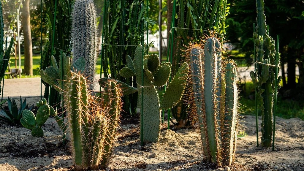 Главная картинка новости: В парке Абрау-Дюрсо на клумбу высадили кактусы