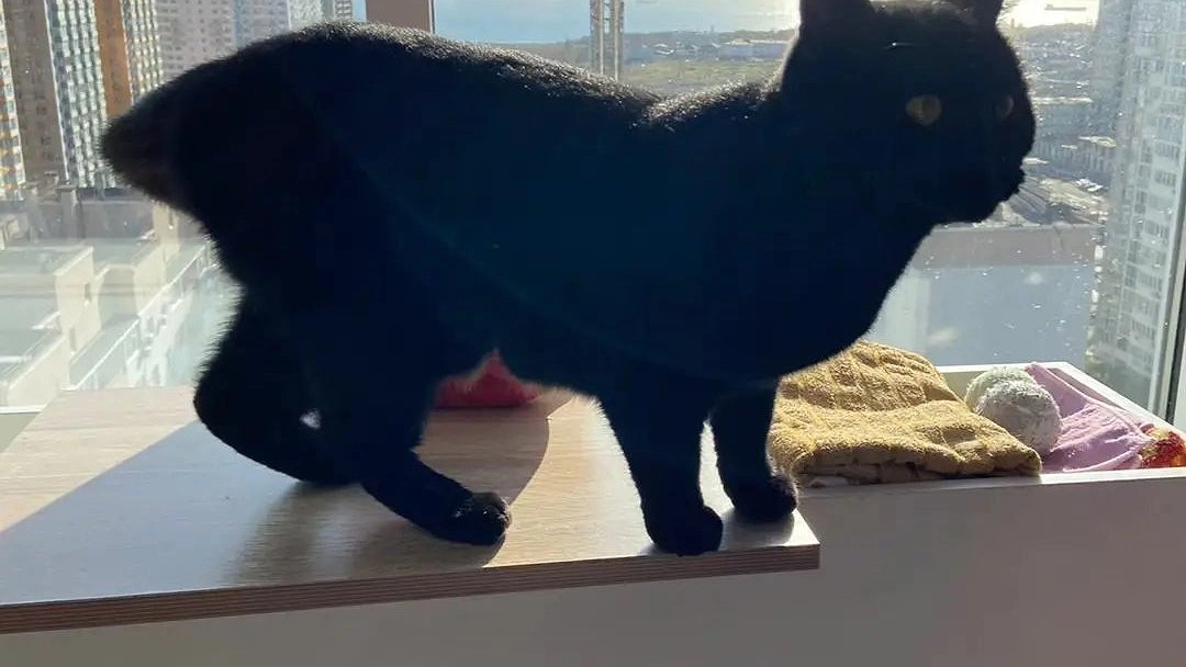 Главная картинка новости: Жители Новороссийска приютили кошку, избитую ребенком