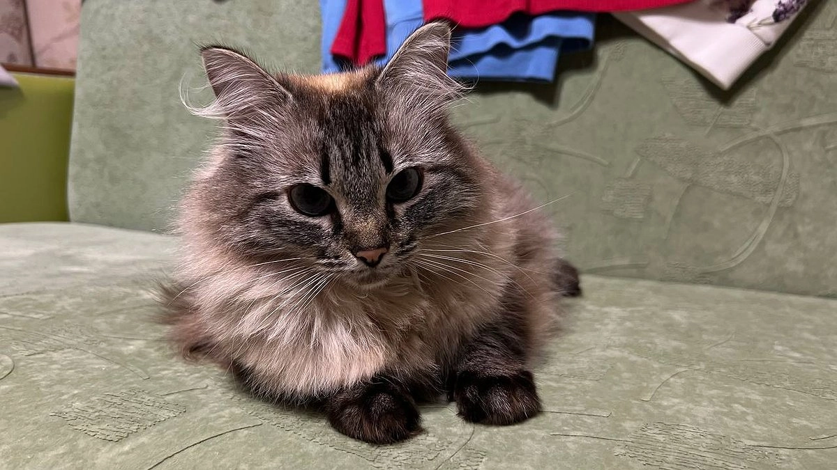 Главная картинка новости: Кошка, которая ведёт себя как собака — это милота или повод бежать к ветеринару