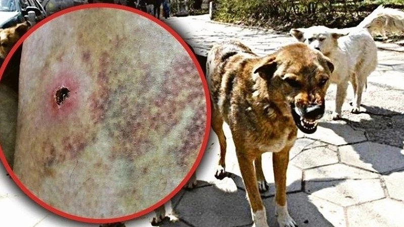 Нападение бездомных собак на местного жителя в Абрау-Дюрсо: тревожный инцидент