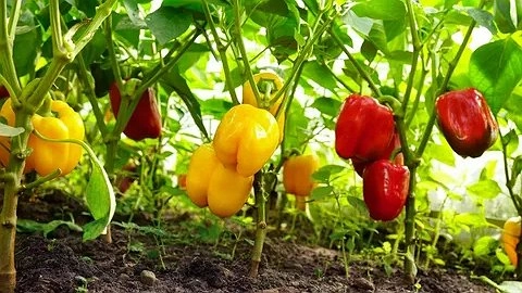 Запасаюсь семенами этого «мясистого» перца уже в декабре: сорта с плодами до 450 г — снимаю урожай в жару и в холод