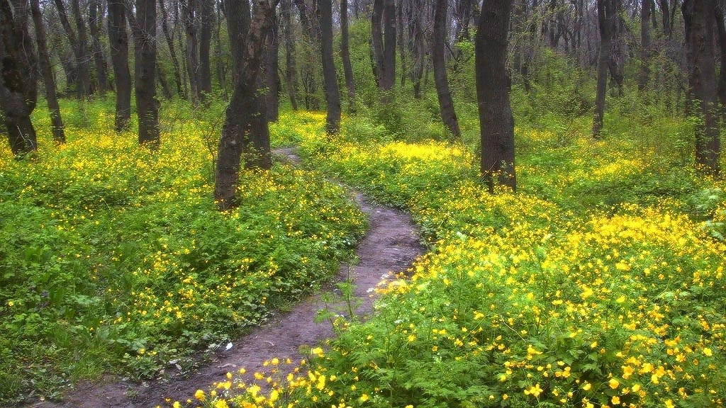 Новое обследование не подтвердило материалы, из-за которых Цемесская роща стала меньше на 5 га
