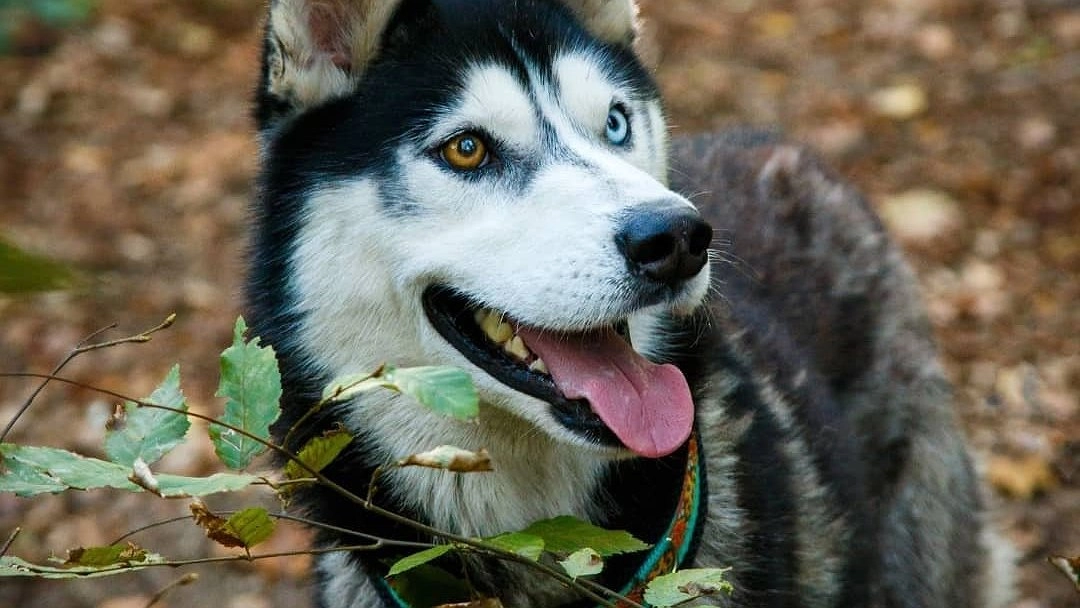 Завтра в Новороссийске проведут выставку бездомных хаски
