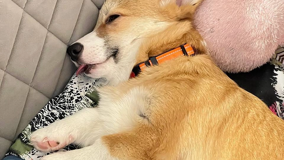 Главная картинка новости: 7 неочевидных, но жизненно важных вещей для собаковода: без них вы просто не представляете, как жили раньше