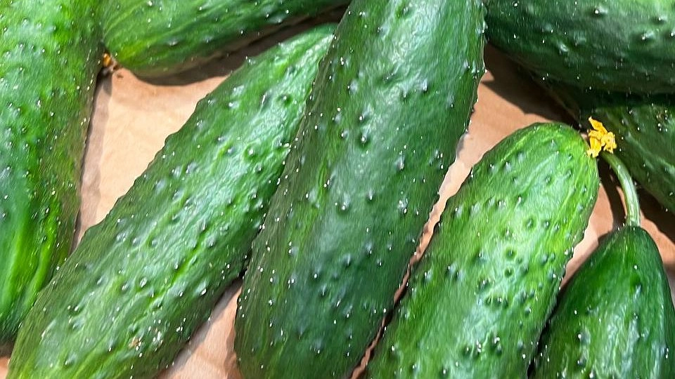 По 2 ложки в лунку — и свежие огурцы на столе с июня по октябрь: урожай собираем полными ведрами