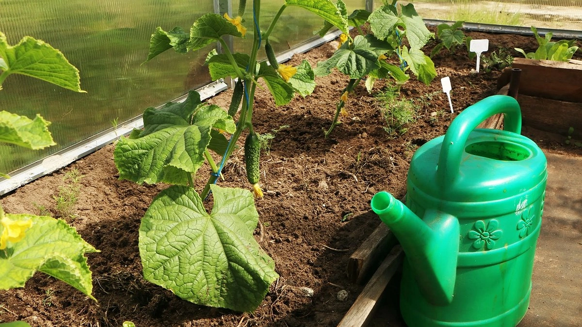 Копеечная крупа, а пользы — как от целой горы удобрений: раскидываю пачку по огороду и земля как чернозём — навоз больше не понадобится