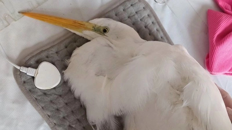 В Новороссийск доставлена редкая большая белая цапля: волонтеры окажут помощь